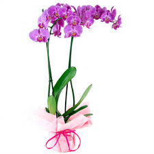 Envio y venta de flores ,rosas, plantas,arreglos florales ,regalos y desayunos a domicilio con delivery gratis en la Ciudad Autonoma de Buenos Aires y con costo de env�o en localidades del Gran Buenos Aires asi como delivery de flores y plantas a trav�s de florerias asociadas en todas las provincias de la Argentina, Buenos Aires, la Pampa, Tucuman, La Rioja, R�o Negro, Entre Rios, Corrientes, Misiones, Neuquen, Chubut, Tierra del Fuego, Santa Cruz, San Luis, Mendoza, Cordoba, Jujuy, Formosa, Santiago del Estero, Salta, Chaco, Catamarca ,San Juan, y ademas realizamos el delivery de flores ,coronas,palmas , plantas y regalos a todas las ciudades de Argentina, Mar del Plata, C�rdoba, Buenos Aires, con cargo en Santa Rosa, La Plata, Bella Vista, Neuquen, Pilar, Paran�, Posadas, Resistencia, Cipolleti y mas de 300 ciudades y localidades en todo el territorio de nuestro pa�s, asi como tambien tenemos la posibilidad de enviar flores a casi todo el mundo en cuestion de horas